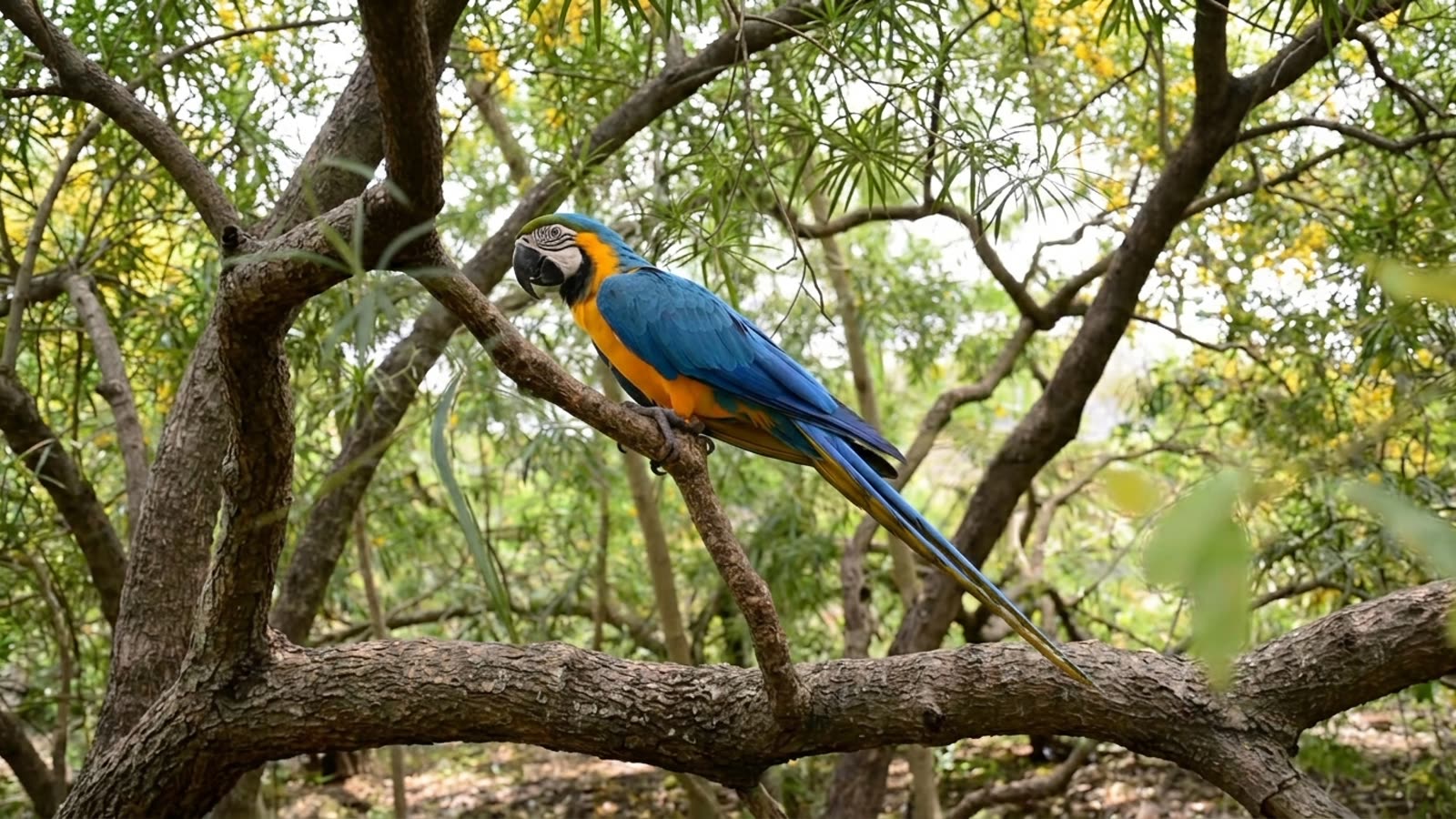 Blue-and-yellow macaw — 4-Day Maniti Eco-Lodge Adventure, Amazon rainforest tour near Iquitos, Peru