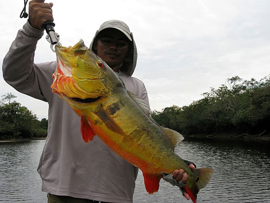 https://www.manitiexpeditions.com/wp-content/uploads/2018/07/iquitos-peru-fishing-tours-5.jpg