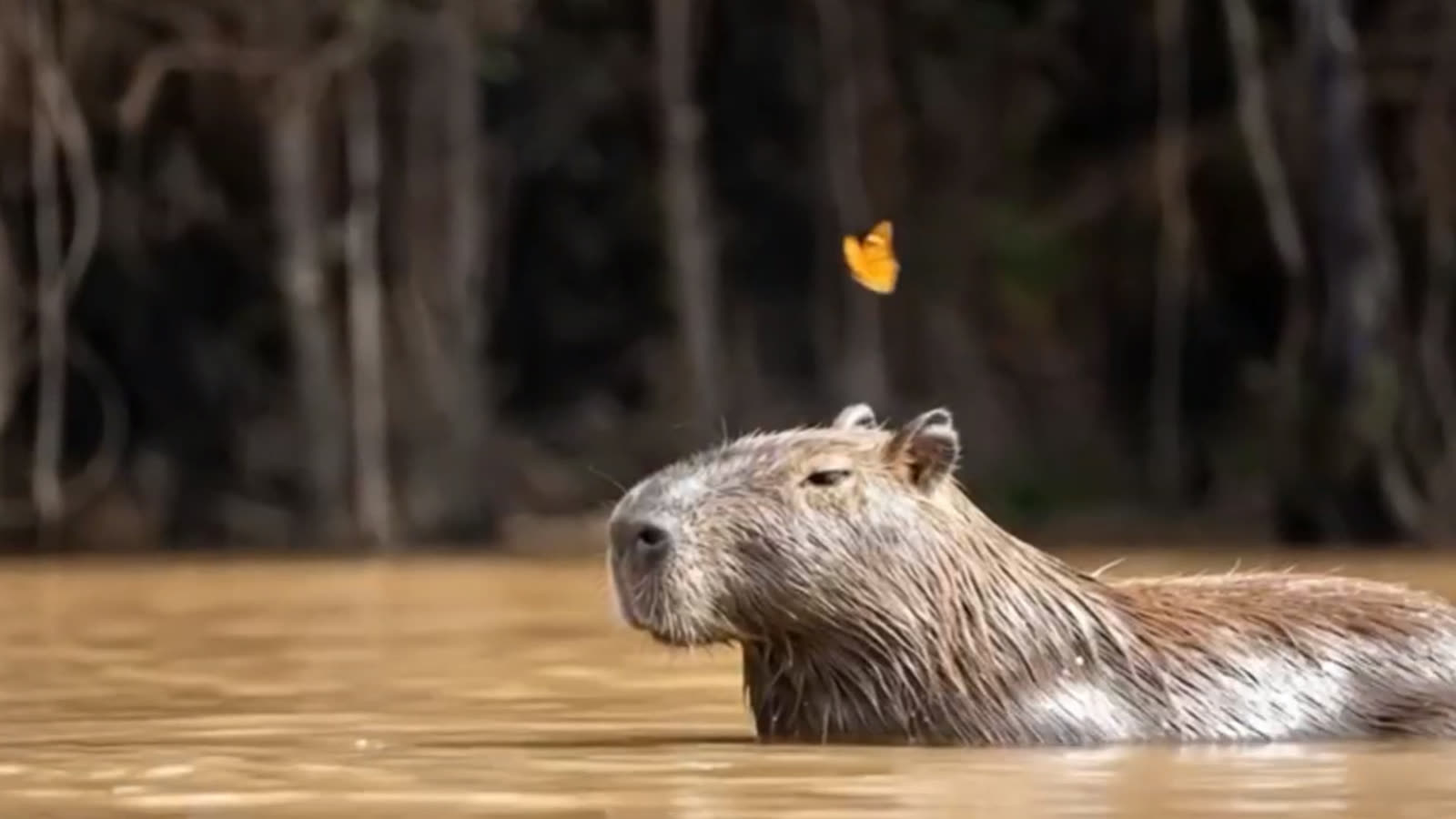 Capybara during the 4-Day Pacaya Samiria Adventure tour in the Amazon rainforest near Iquitos, Peru